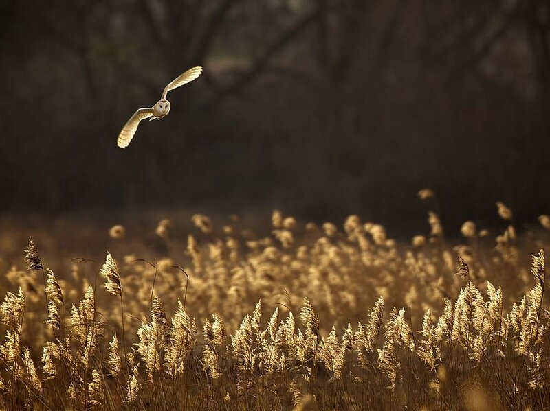 Barn Owl in Flight — Brown, Dramatic, Sunset