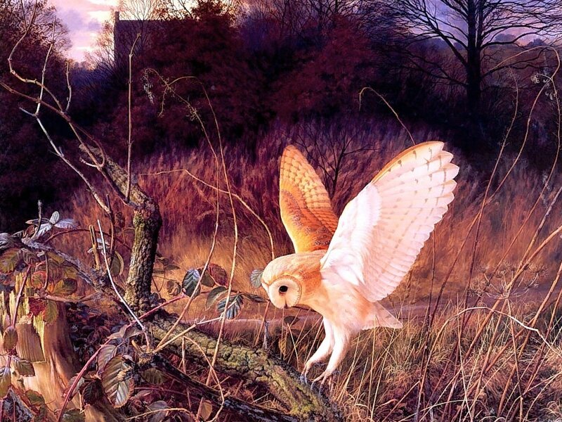 Barn Owl in Flight — Brown, Dramatic