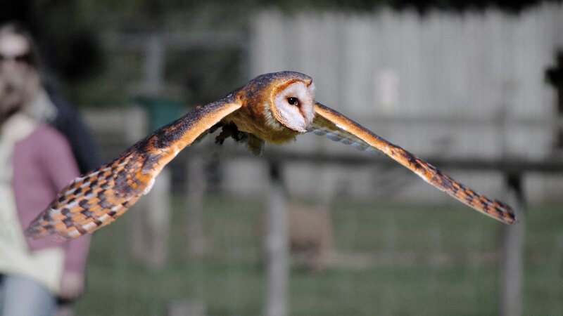 Barn Owl in Flight — Brown, Dynamic, Night