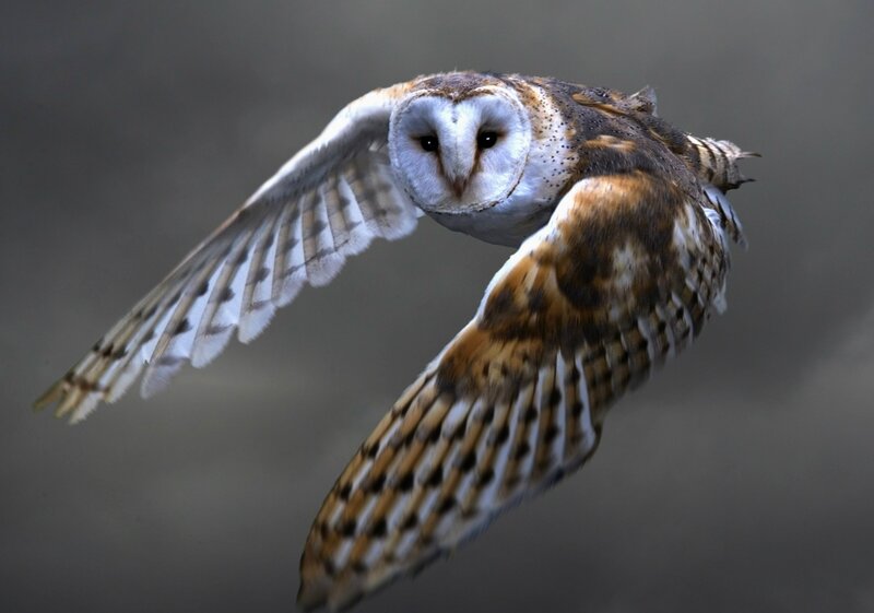 Barn Owl in Flight — Brown, Dynamic, Photograph