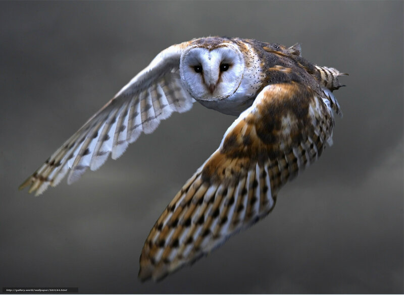 Barn Owl in Flight — Brown, Dynamic, Photograph, Wings
