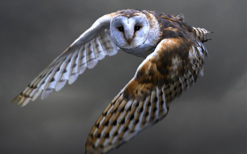 Barn Owl in Flight — Brown, Focused, Photograph