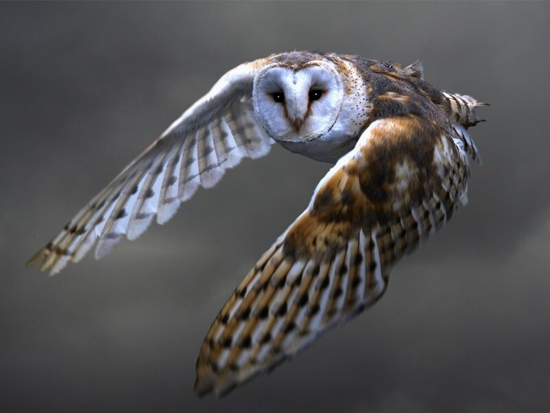 Barn Owl in Flight — Brown, Focused