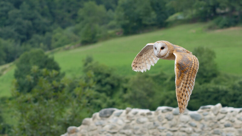 Barn Owl in Flight — Brown