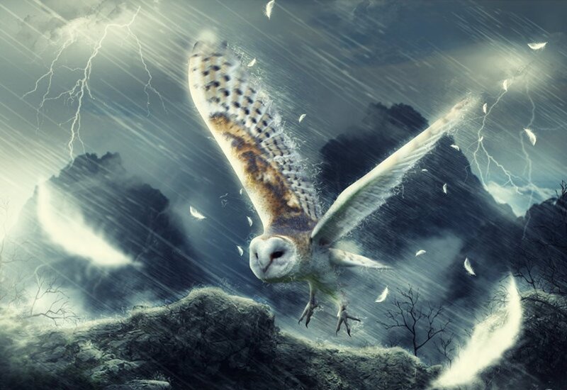 Barn Owl in Flight — Gray