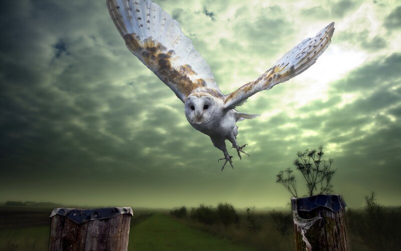 Barn Owl in Flight — Green, Dramatic