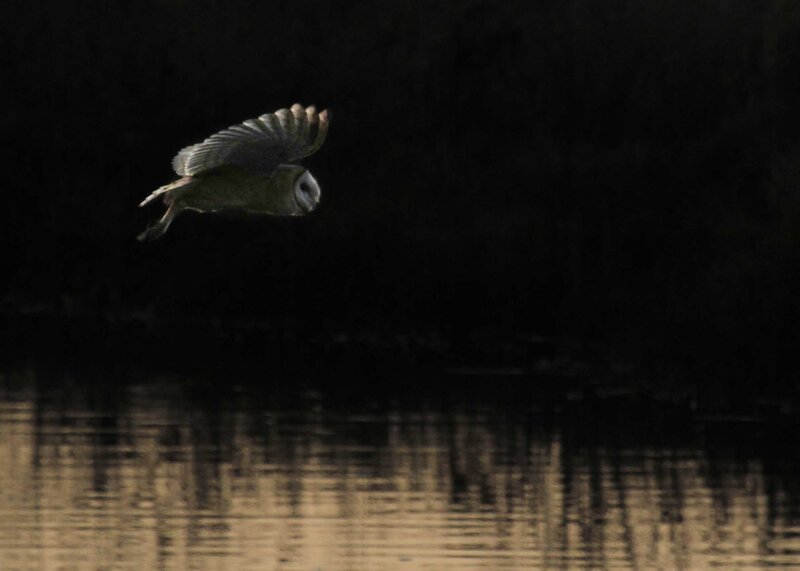 Barn owl in flight over water