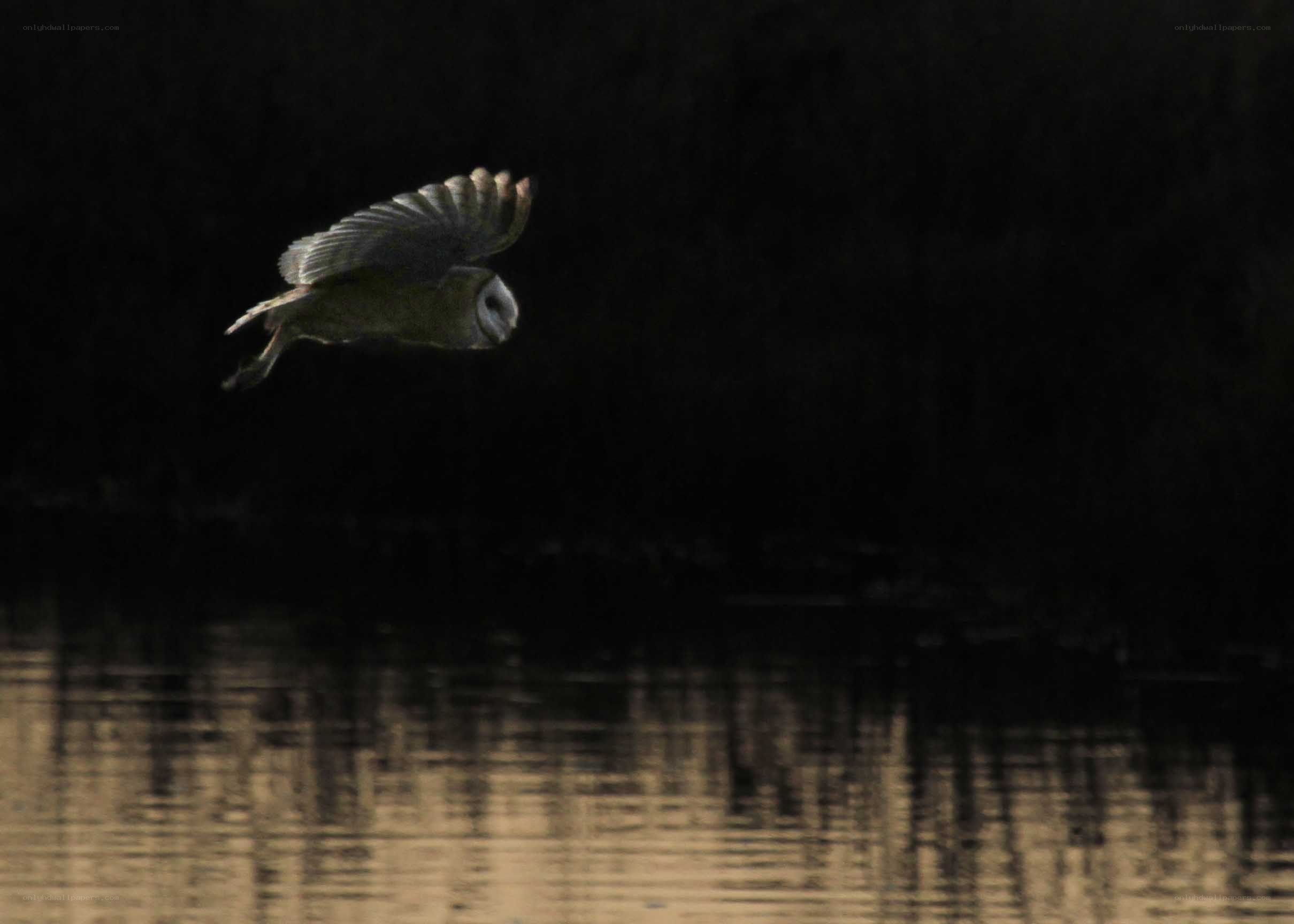 Barn owl in flight over water