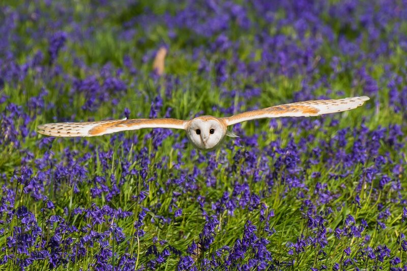 Barn Owl in Flight — Purple