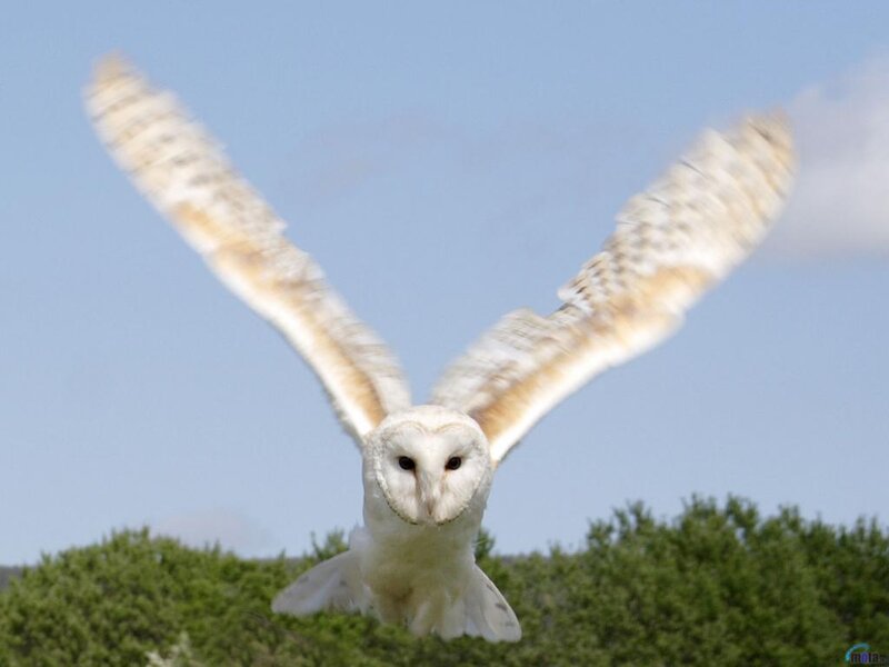 Barn Owl in Flight — White, Calm, Afternoon, Photograph