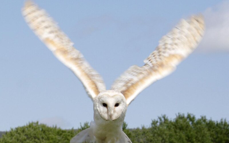 Barn Owl in Flight — White, Calm, Afternoon