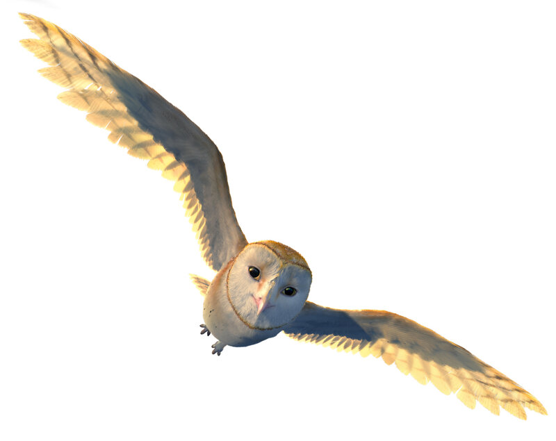 Barn Owl in Flight — White, Calm, Sunset