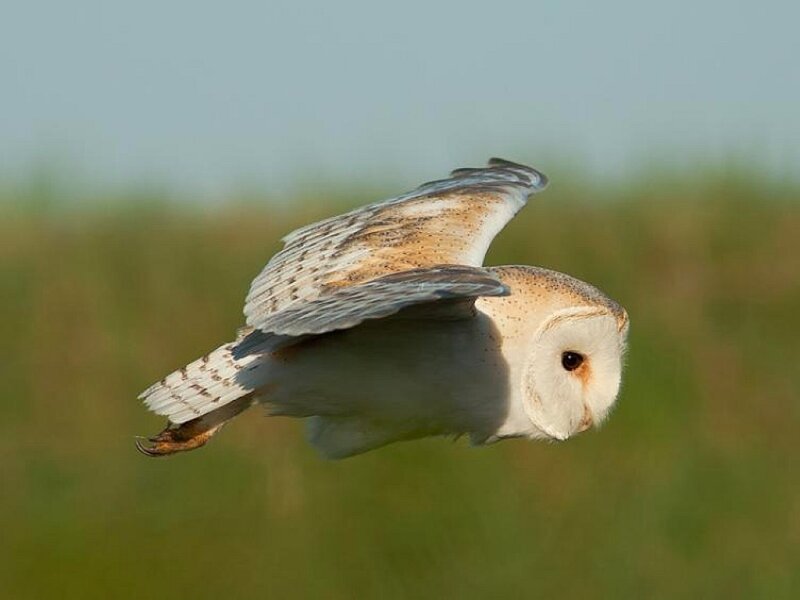 Barn Owl in Flight — White, Calm