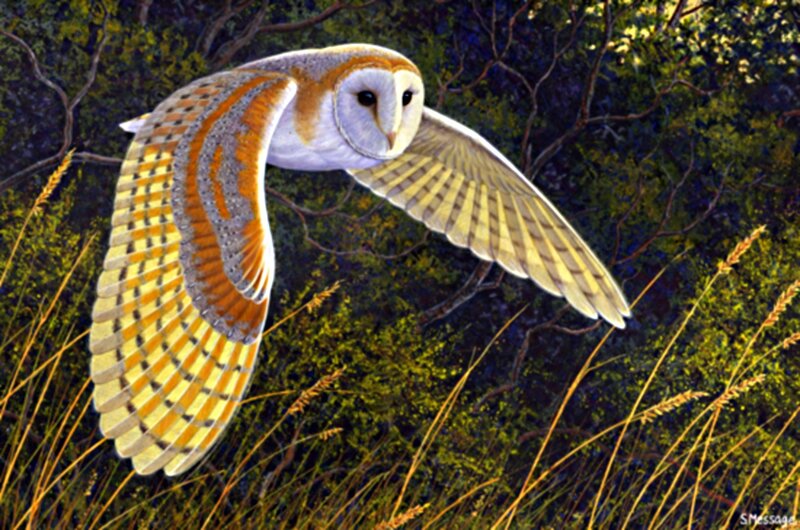 Barn Owl in Flight — White, Dramatic, Night, Illustration