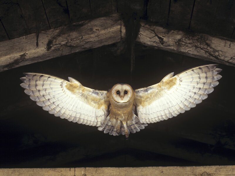 Barn Owl in Flight — White, Dramatic, Night, Photograph