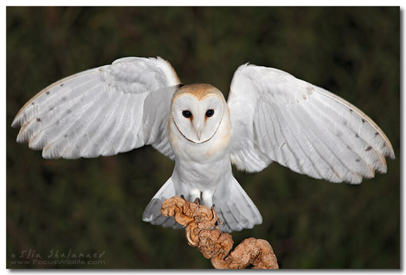 Barn Owl in Flight — White, Dramatic, Night