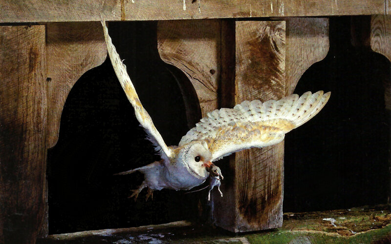 Barn Owl in Flight — White, Dramatic, Photograph