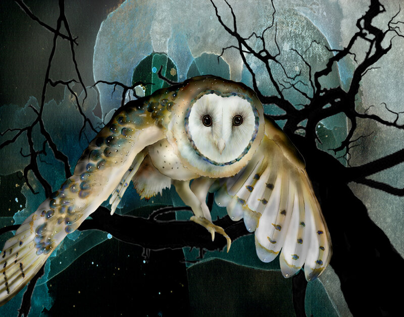 Barn Owl in Flight — White, Dramatic