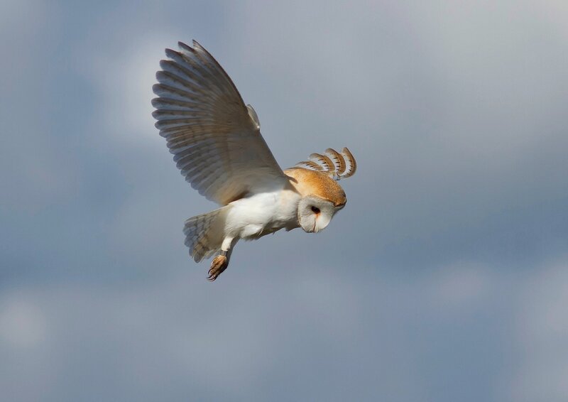 Barn Owl in Flight — White, Dynamic, Afternoon