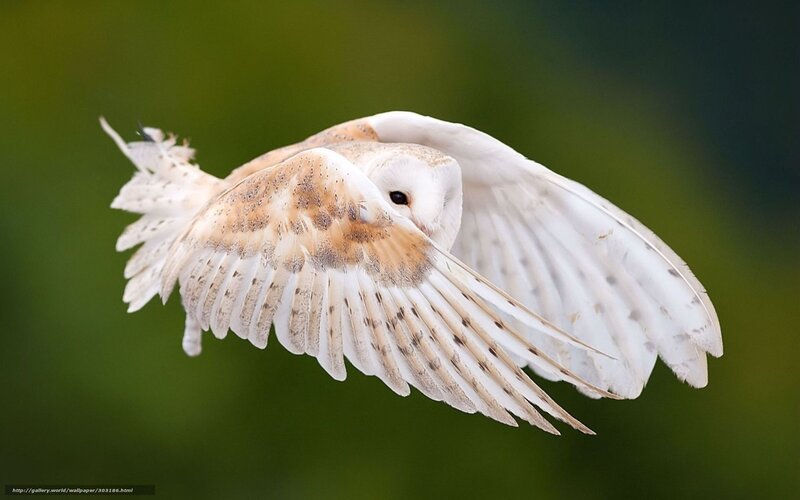 Barn Owl in Flight — White, Dynamic, Photograph, Wings