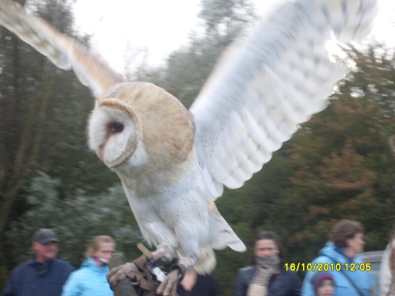 Barn Owl in Flight — White, Dynamic