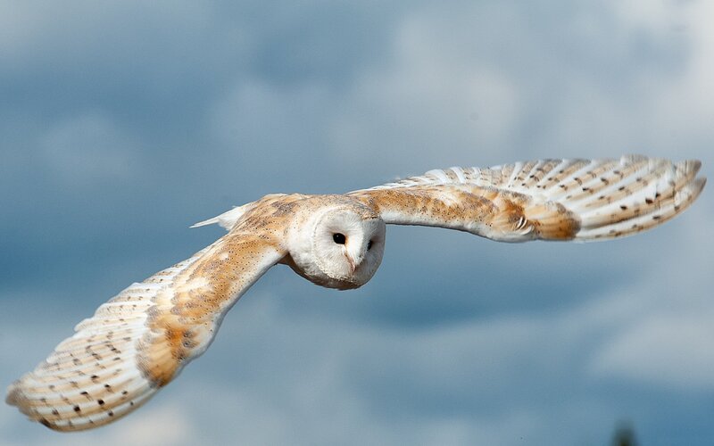 Barn Owl in Flight — White, Serene, Photograph, Sky