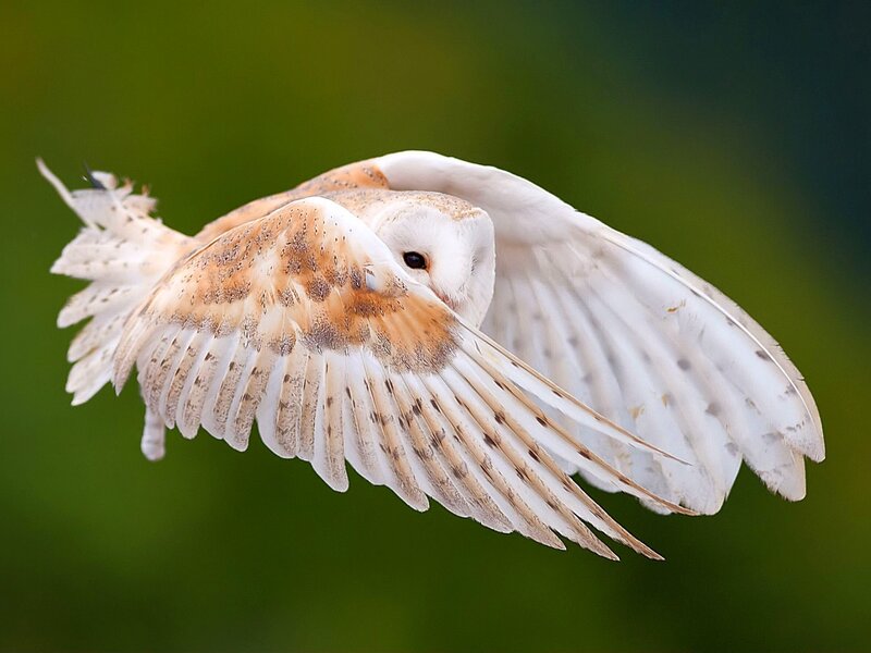 Barn Owl in Flight — White, Serene, Photograph