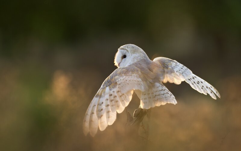 Barn Owl in Flight — White, Serene, Sunset