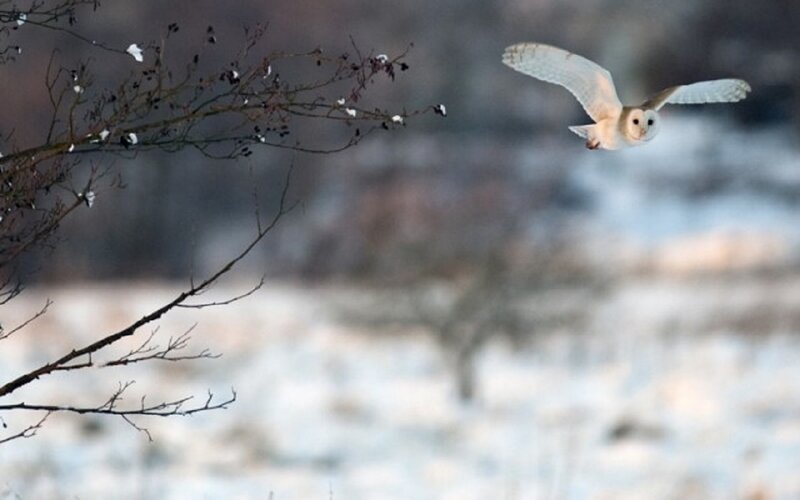 Barn Owl in Flight — White, Serene, Winter