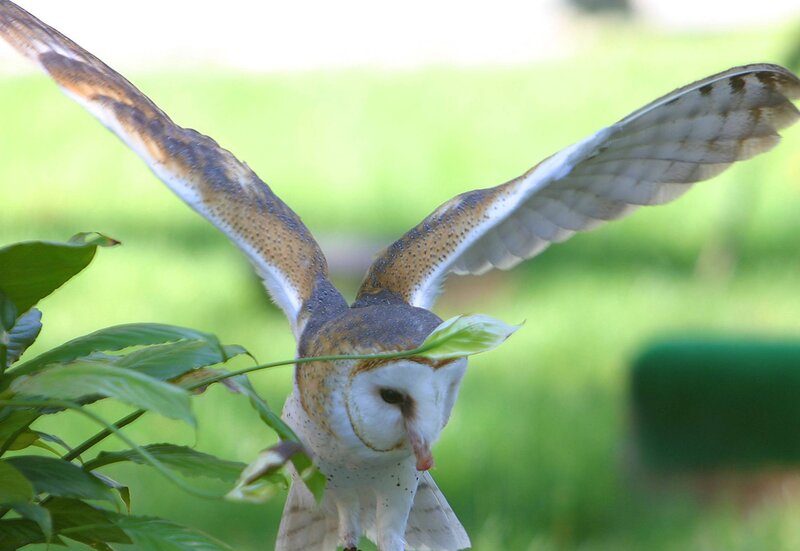 Barn Owl in Flight — White