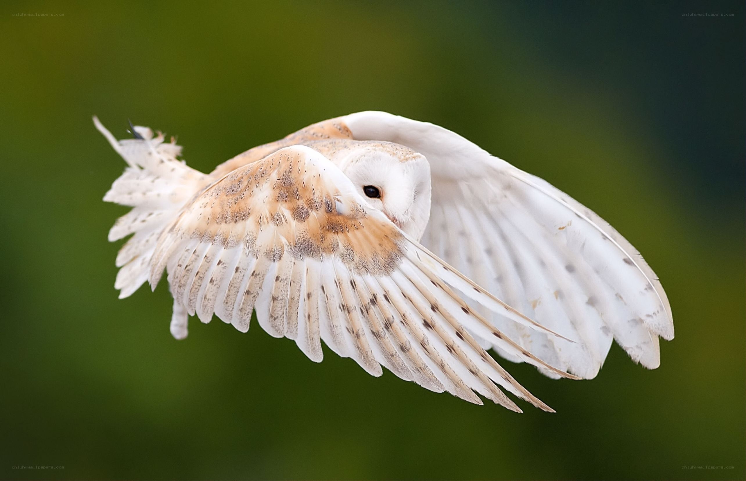 Barn owl in flight