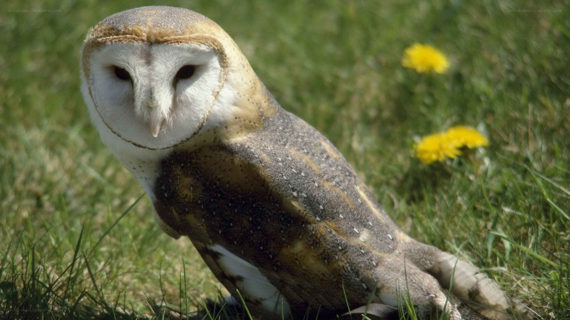 Barn owl in grassy field