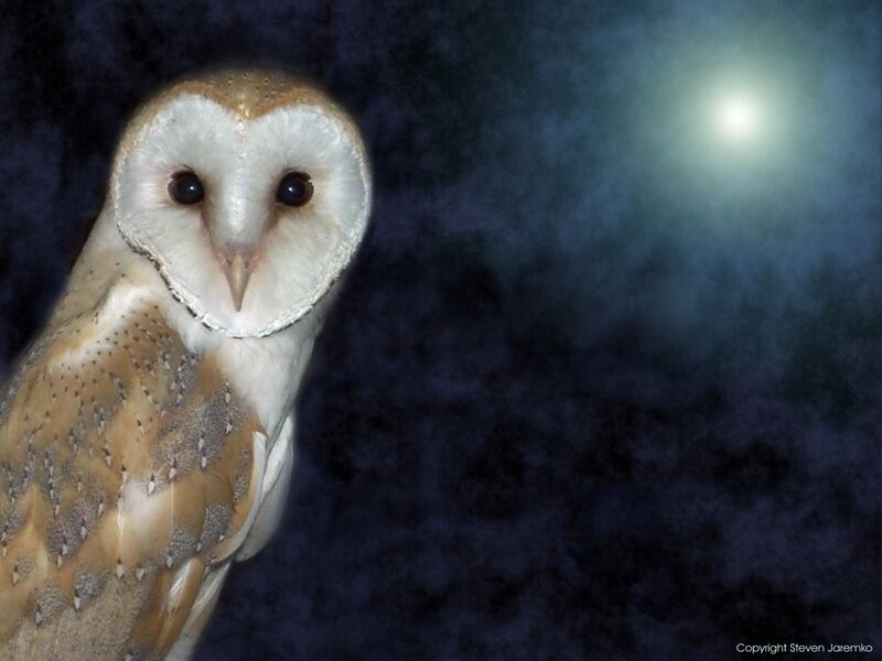 Barn Owl in Night