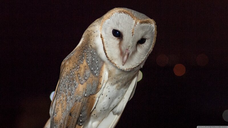 Barn Owl in Night — White