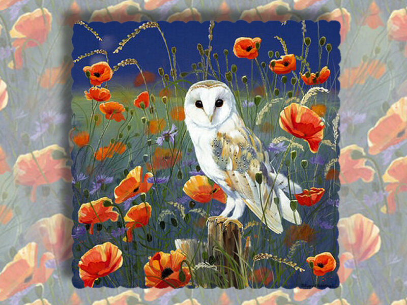 Barn Owl in Poppies