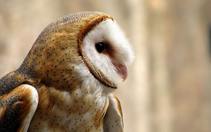 Barn Owl in Profile — Brown