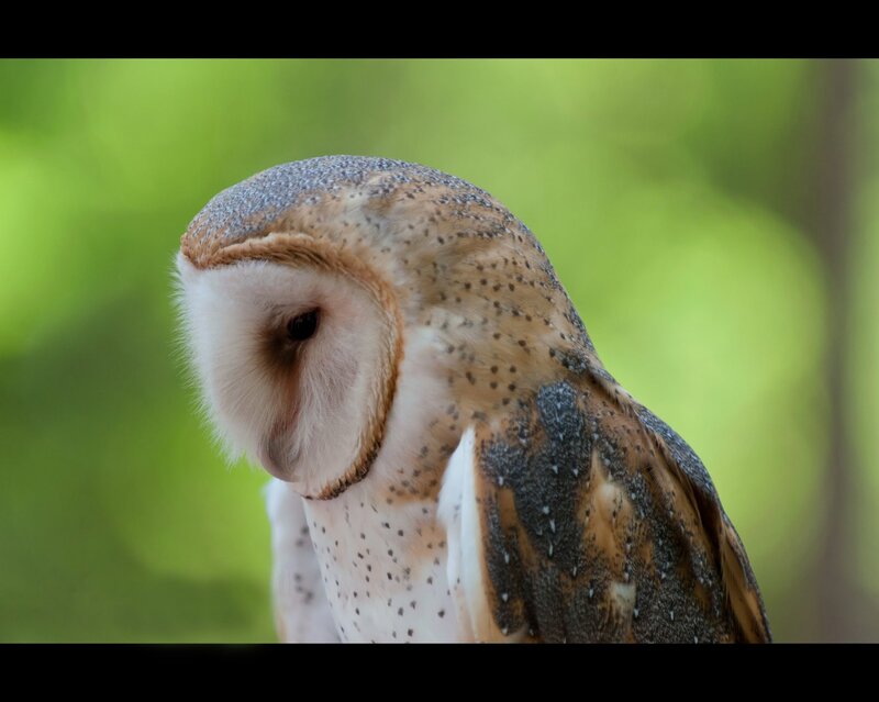 Barn owl in profile