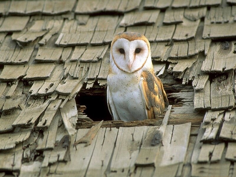 Barn Owl in Roof