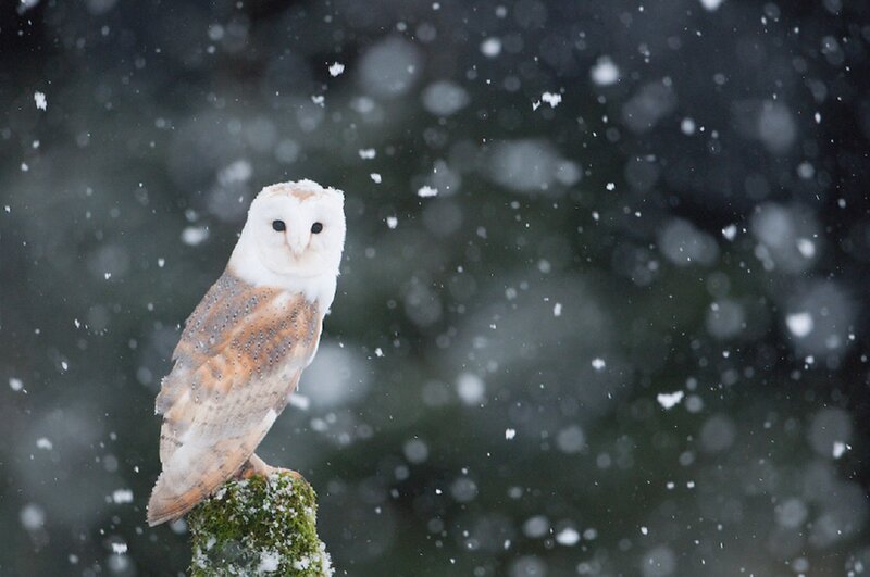 Barn Owl in Snow