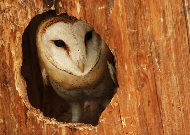 Barn Owl in Tree Hole