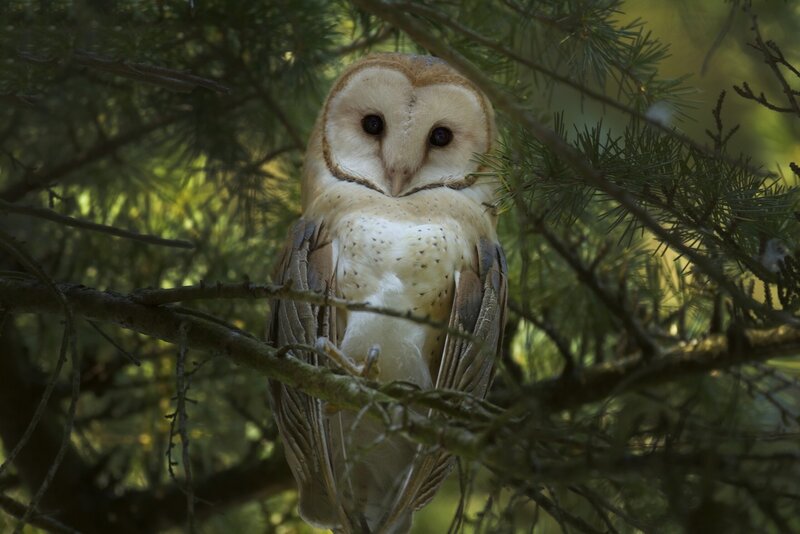 Barn Owl in Tree