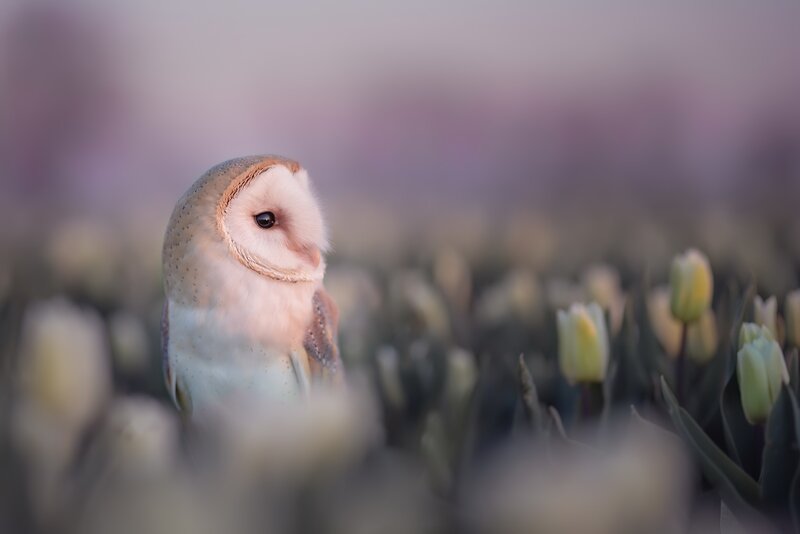 Barn Owl in Tulips