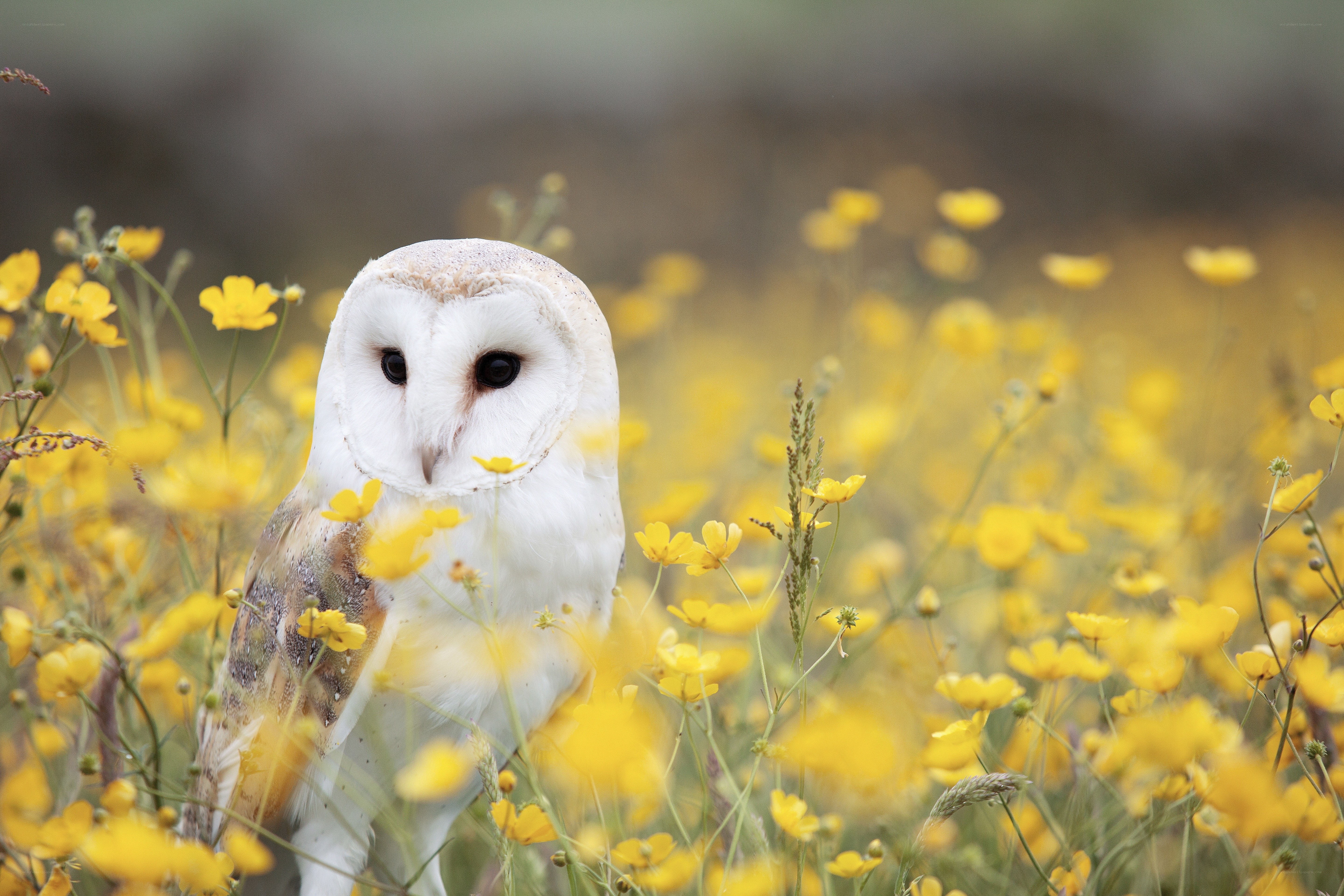 Barn owl in yellow flowers