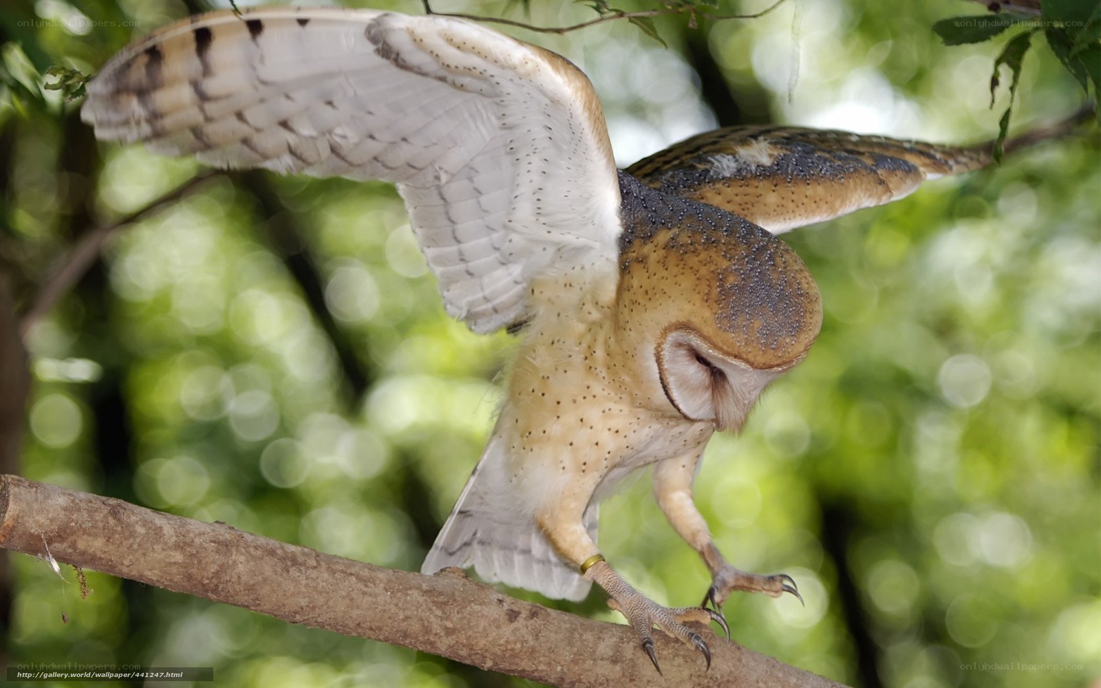 Barn owl on a branch