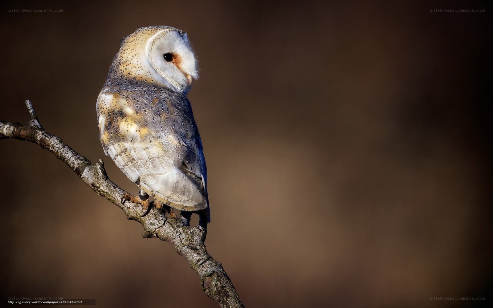 Barn owl on a branch