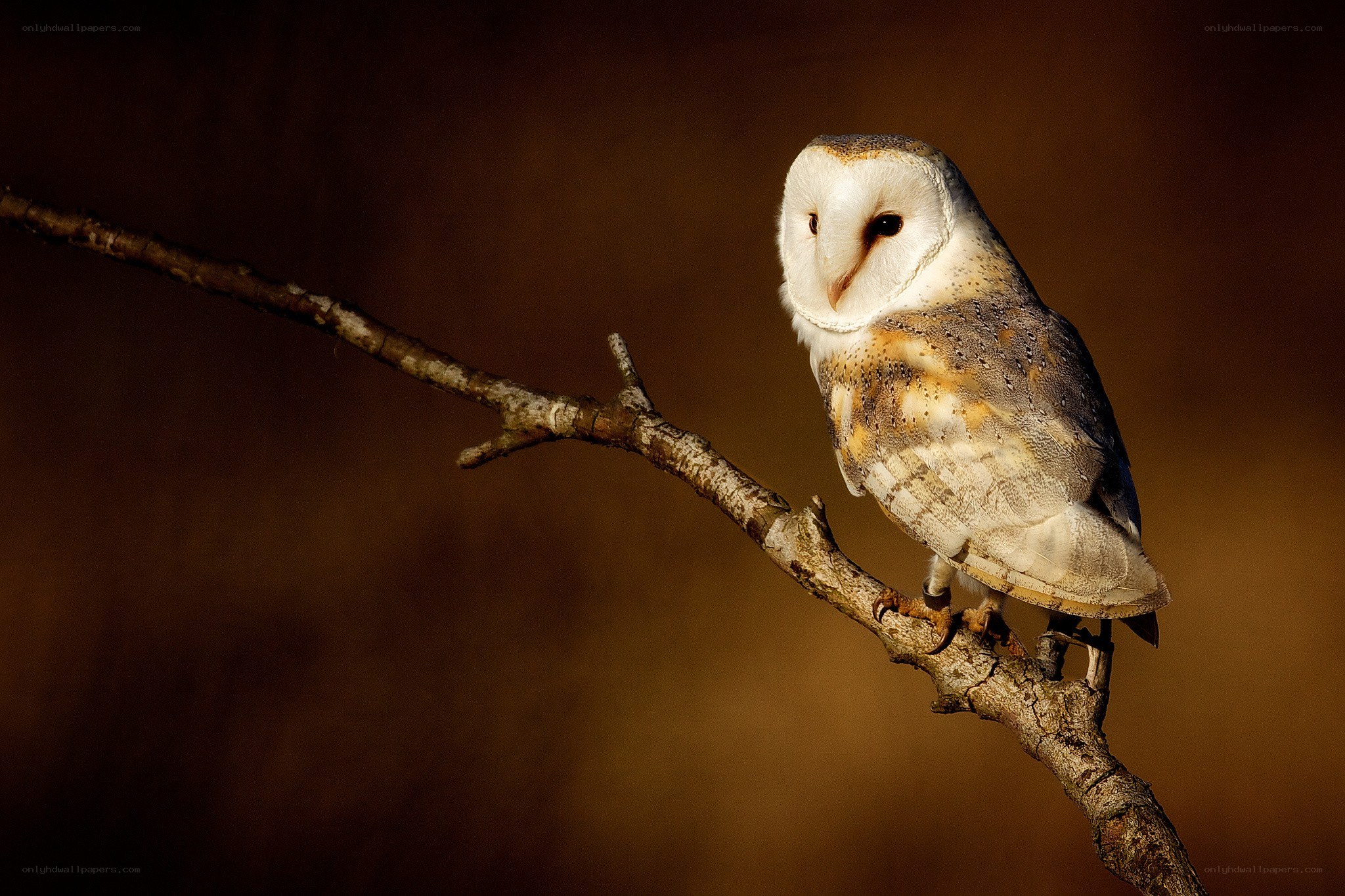 Barn owl on a branch