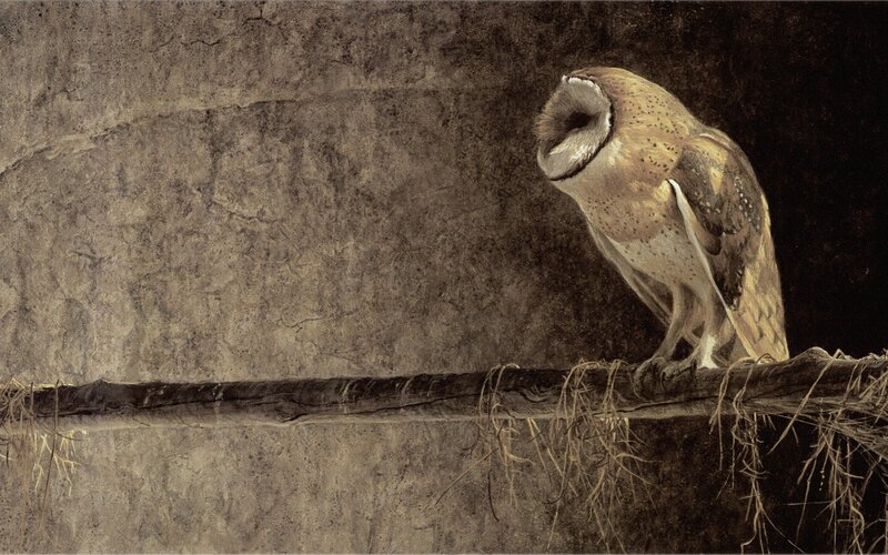 Barn Owl on Beam