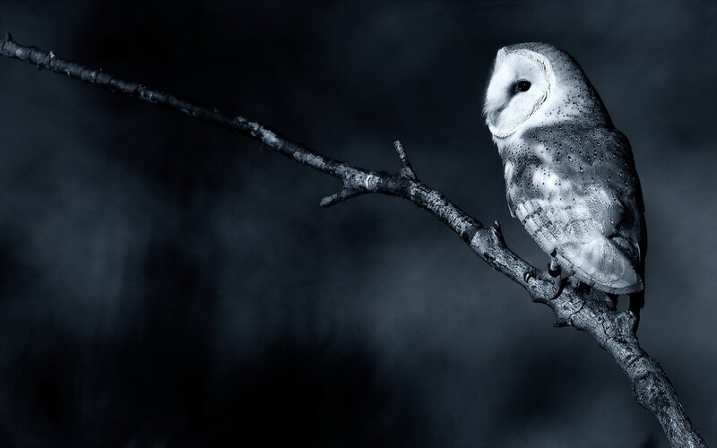 Barn Owl on Branch — Black, Dramatic, Night, Photograph