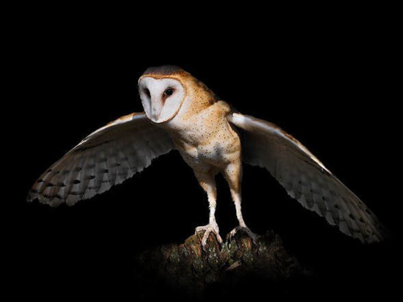 Barn Owl on Branch — Black, Dramatic, Night, Photograph, White