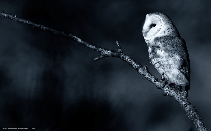 Barn Owl on Branch — Black, Dramatic